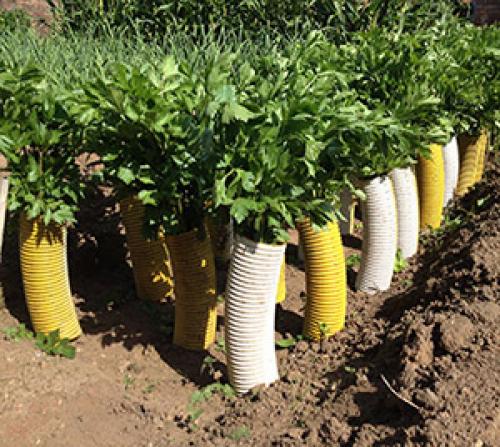 Когда окучивать черешковый сельдерей. Отбеливание сельдерея черешкового 05