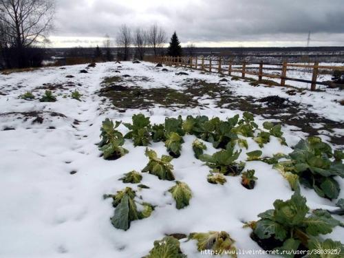 Сколько мороза выдерживает капуста. Когда рубить позднюю капусту – до или после заморозка? 08