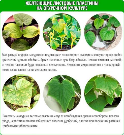 Вянут листья у рассады огурцов. Признаки заболевания рассады