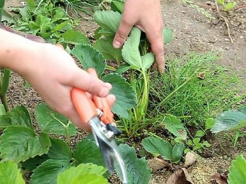 Обработка клубники весной. Уход за клубникой весной пошагово