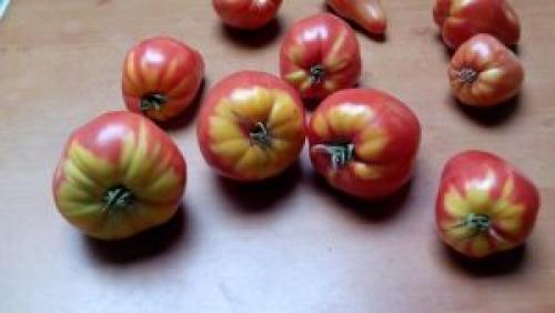 Жесткие волокна в помидорах. Почему помидоры внутри белые и жесткие