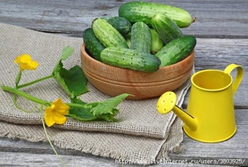 Огурцы пятна на листьях. Пятна на листьях огурцов – из-за чего появляются, что делать и чем лечить 08