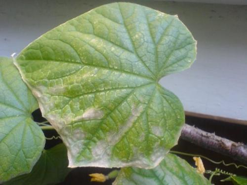Ожоги на листьях огурцов.  Причины ожога у листьев огурца