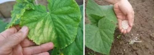 Ярко желтые пятна на листьях огурцов. Причины пожелтения серединных и верхних  листьев у огурцов