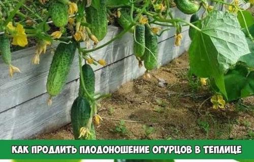 Как продлить плодоношение огурцов в теплице: эффективные лайфхаки от дачников со стажем