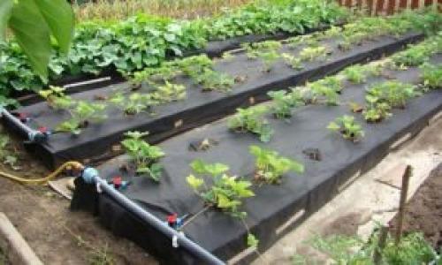 Грядка под клубнику. Теплые грядки для клубники: как сделать своими руками, фото, размеры и посадка