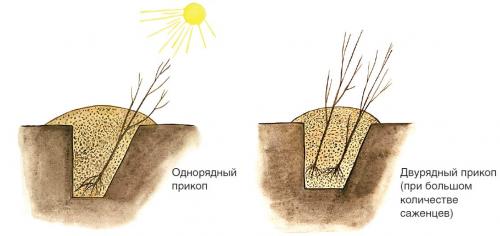 Как прикопать саженцы до весны. 3 Как прикопать саженцы?