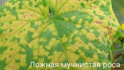 Пятна на листьях рассады огурцов. Что делать, если появились пятна на листьях огурцов?