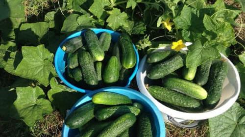 Универсальное средство от болезней огурцов. 