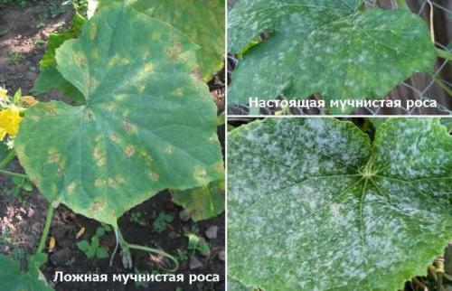 Как омолодить плети огурцов. Огурцы можно собирать весь август: рецепты секретных подкормок для омоложения огуречных плетей и продления плодоношения 15