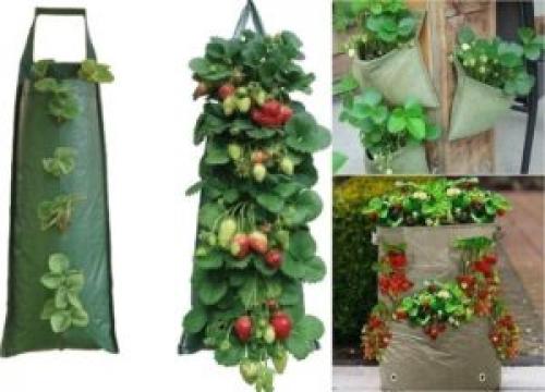 Грядка под клубнику. Теплые грядки для клубники: как сделать своими руками, фото, размеры и посадка