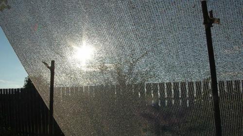 Что сделать, чтобы птицы не клевали подсолнух. Как защитить подсолнечник от птиц: есть маленький нюанс