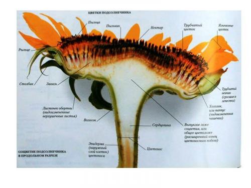 Что сделать, чтобы птицы не клевали подсолнух. Как защитить подсолнечник от птиц: есть маленький нюанс