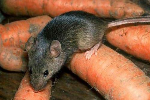 Грызуны в огороде. Виды крупных грызунов-вредителей 06