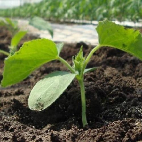 Почему огурцы пустые внутри и как избавиться от этого. Почему огурцы пустые внутри и как предотвратить эту проблему