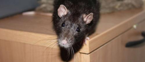 Как избавиться от мышей в огороде навсегда. Как избавиться от мышей и крыс на даче? 13