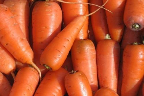Лучшие сорта моркови. 57 популярных сортов моркови