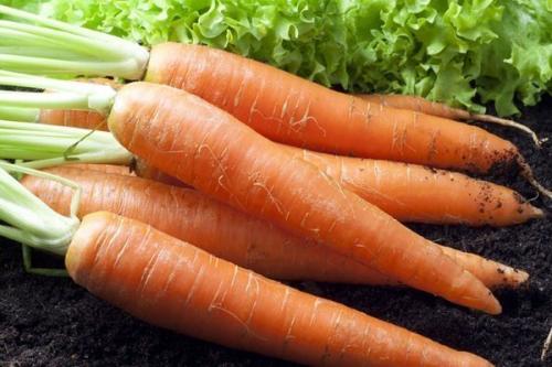 Лучшие сорта моркови. 57 популярных сортов моркови