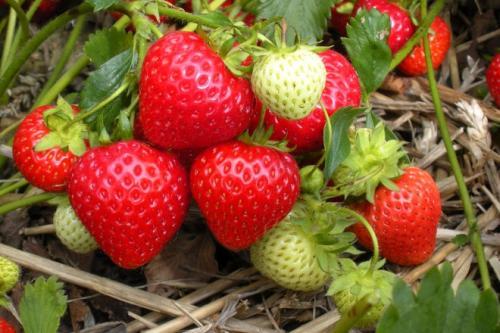 Как подготовить грядку под клубнику. Готовим грядки под клубнику. Грядки для клубники своими руками: интересные идеи