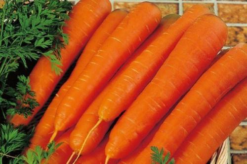 Лучшие сорта моркови. 57 популярных сортов моркови