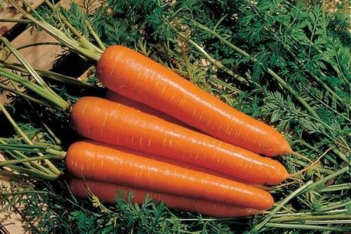 Лучшие сорта моркови. 57 популярных сортов моркови