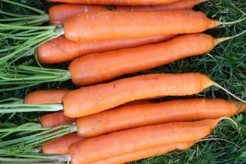 Лучшие сорта моркови. 57 популярных сортов моркови