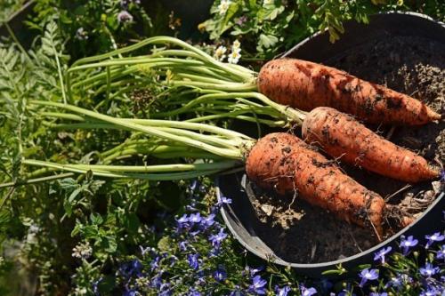 Лучшие сорта моркови. 57 популярных сортов моркови