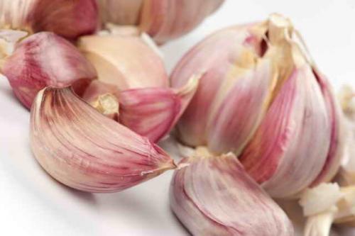 Можно ли сажать чеснок в тени. Правильные сроки высадки ярового и озимого чеснока