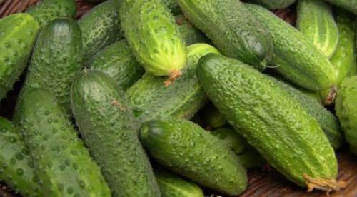 Если огурцы горькие, что делать. Как убрать горечь из огурцов и почему она вообще появляется 08
