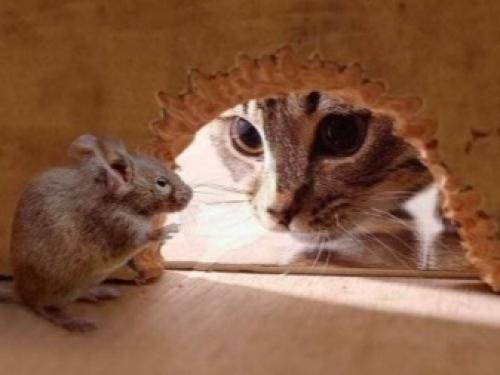 Как избавиться от мышей в огороде навсегда. Как избавиться от мышей и крыс на даче? 11