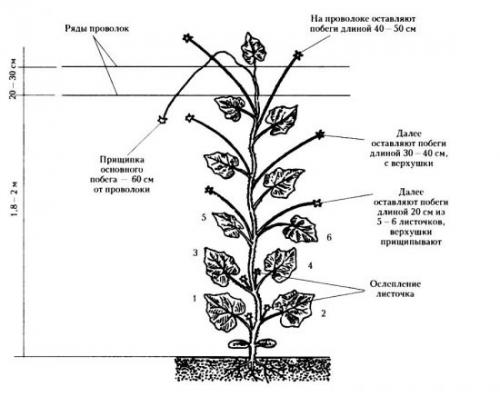 Огурцы не растут, что делать. Почему огурцы не растут, хотя завязей много: как добиться урожая