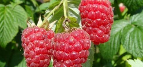 Лучшие сорта ремонтантной малины с высоким урожаем. Лучшие сорта ремонтантной малины для регионов России