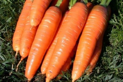 Лучшие сорта моркови. 57 популярных сортов моркови
