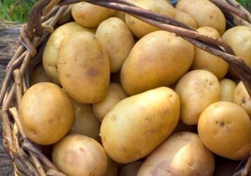 Сорта картофеля разваристые. Идеальный картофель для варки 01 Сорта картофеля разваристые. Идеальный картофель для варки 01