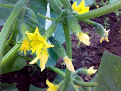 Огурцы не растут, что делать. Почему огурцы не растут, хотя завязей много: как добиться урожая