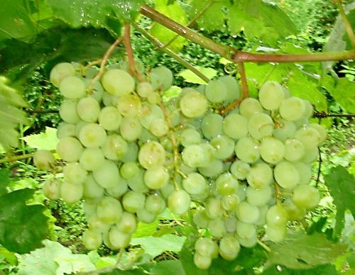 Лучшие сорта винограда для средней полосы России 01