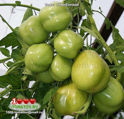 Томат болгарская роза. ТОП-10 ТОМАТОВ С ГАРАНТИРОВАННЫМ УРОЖАЕМ В ЛЮБОЕ ЛЕТО