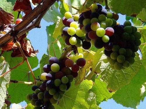 Винный виноград для средней полосы. Виноград для Средней полосы России, описание сортов, фото