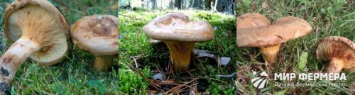 Сколько варить коровники. Коровник гриб: съедобный или нет?