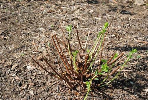 Как обрезать спирею осенью. Обрезка спиреи, которая зацветает летом