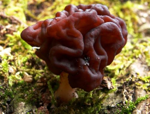 Какие грибы можно собирать сейчас. Строчки