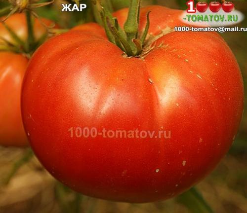 Томат болгарская роза. ТОП-10 ТОМАТОВ С ГАРАНТИРОВАННЫМ УРОЖАЕМ В ЛЮБОЕ ЛЕТО