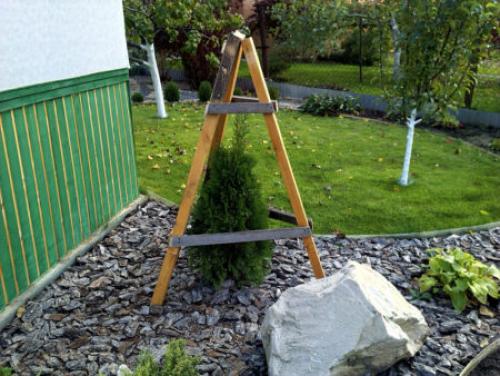 Как укрыть маленькие Туи на зиму. Как укрывать тую