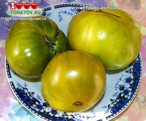 Томат болгарская роза. ТОП-10 ТОМАТОВ С ГАРАНТИРОВАННЫМ УРОЖАЕМ В ЛЮБОЕ ЛЕТО