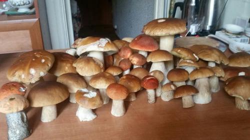 Календарь грибника 2019. НЕОБЫЧНЫЕ ДАРЫ ЛЕСА 2019