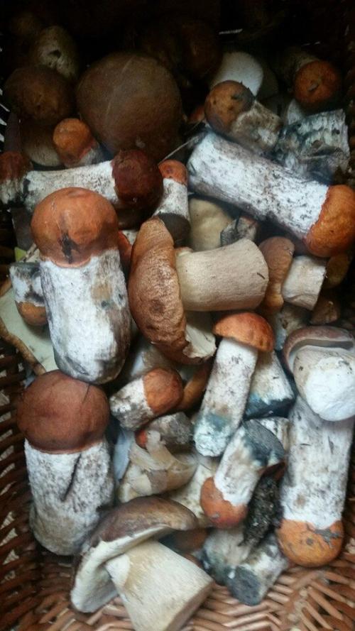 Календарь грибника 2019. НЕОБЫЧНЫЕ ДАРЫ ЛЕСА 2019