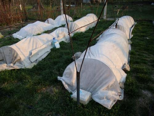 Виноград в средней полосе россии. Выбор и посадка саженцев 01