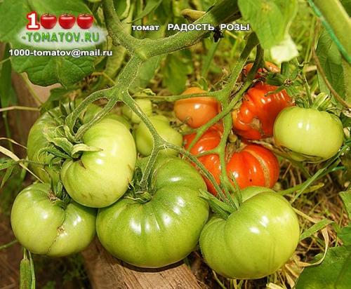 Томат болгарская роза. ТОП-10 ТОМАТОВ С ГАРАНТИРОВАННЫМ УРОЖАЕМ В ЛЮБОЕ ЛЕТО