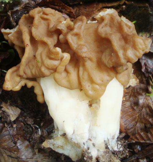 Какие грибы можно собирать сейчас. Строчки