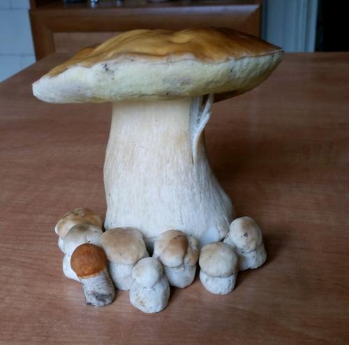 Календарь грибника 2019. НЕОБЫЧНЫЕ ДАРЫ ЛЕСА 2019